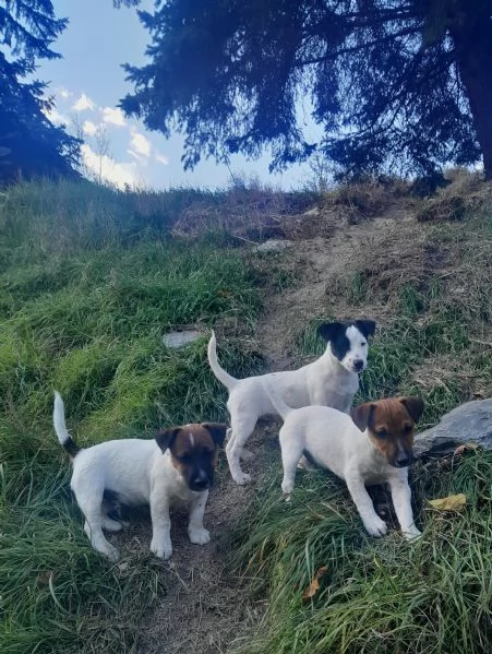Jack Russel  | Foto 3