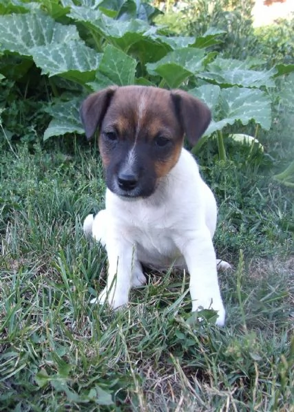 cuccioli di Jack Russel