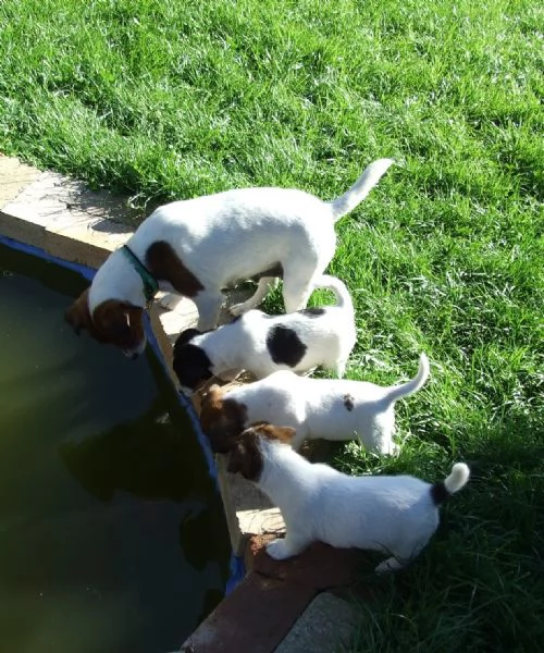 cuccioli di Jack Russel | Foto 1