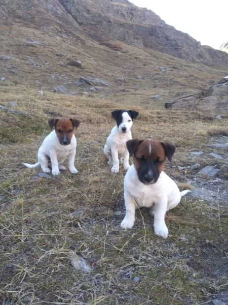 Jack Russel  | Foto 1