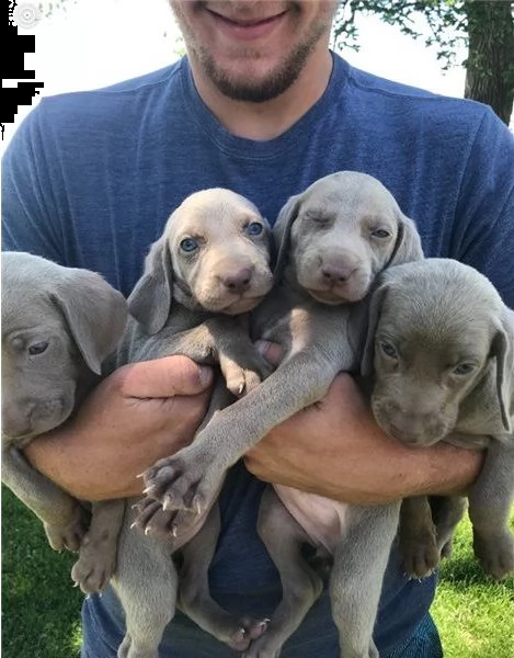 regalo cuccioli weimaraner