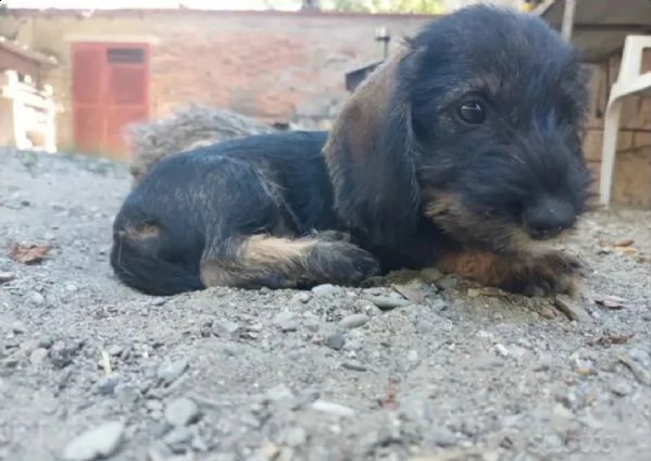 femmina bassotto a pelo duro | Foto 0