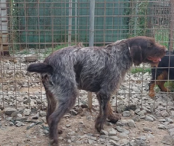 regalasi cane incrocio kuzhaar e drahthaar  | Foto 1