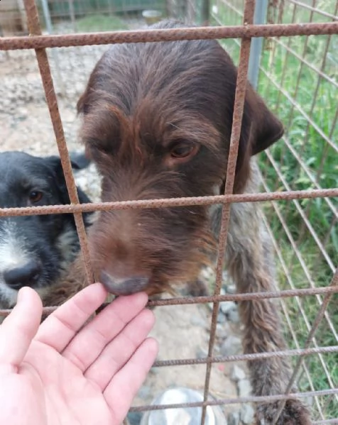 regalasi cane incrocio kuzhaar e drahthaar  | Foto 0