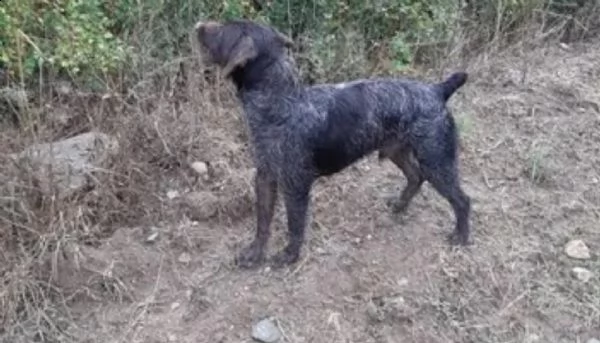 regalasi cane incrocio kuzhaar e drahthaar 