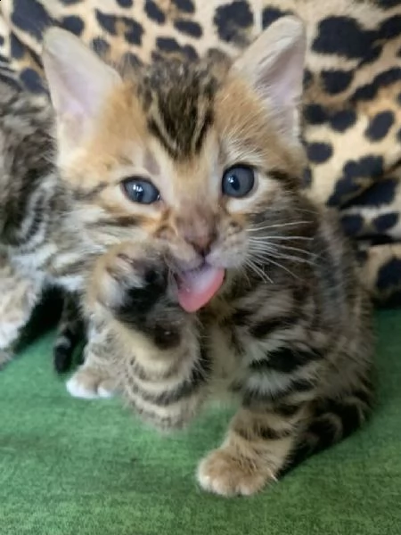 cuccioli di bengala | Foto 1