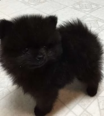  regalo  volpino pomerania mini toy 