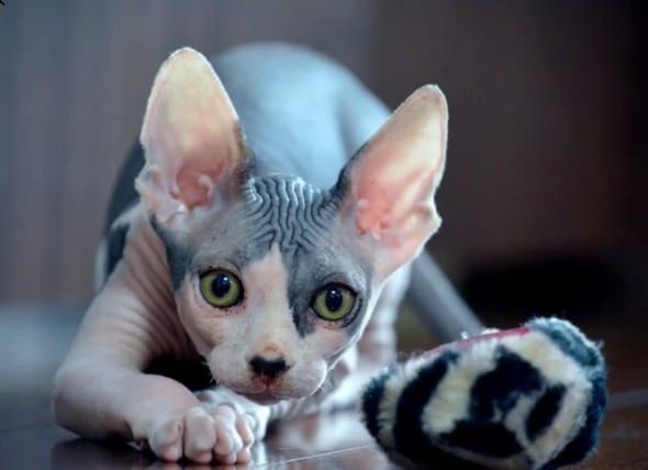 bellissimi gattini sphynx di razza pura disponibili per ladozione