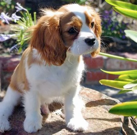 cavalier king cuccioli