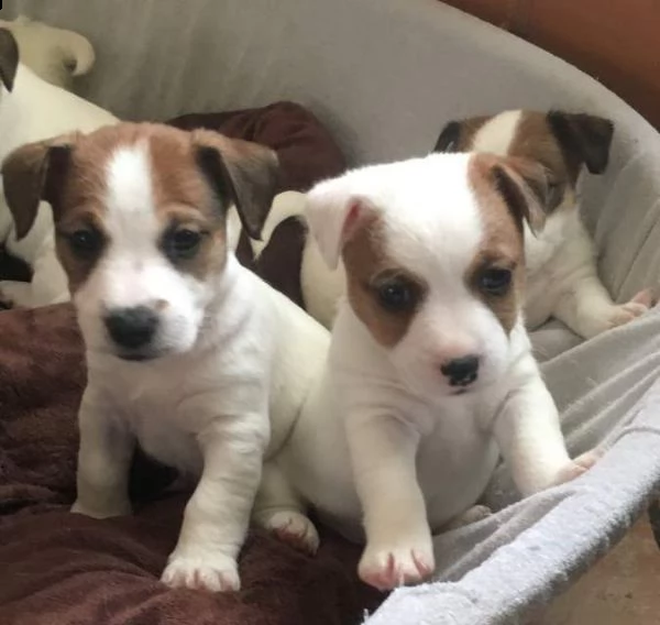 disponibile cucciolata di due mesi maltese mix jack russels