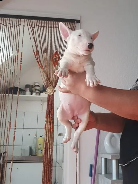 cuccioli di bull terrier miniature disponibili | Foto 3