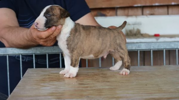 cuccioli di bull terrier miniature disponibili