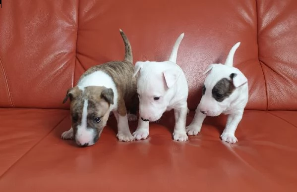 cuccioli di bull terrier miniature disponibili | Foto 2