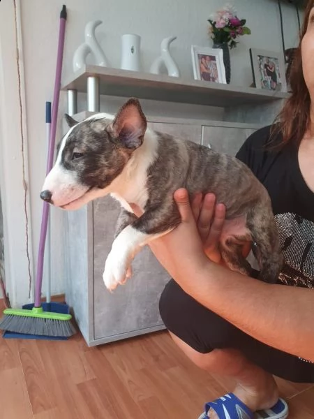 cuccioli di bull terrier miniature disponibili | Foto 0