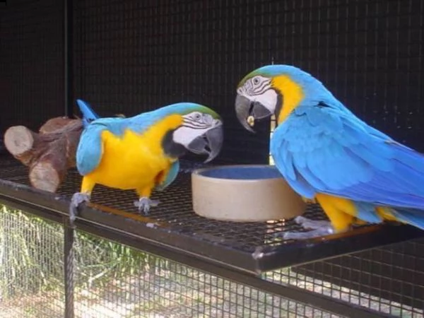 pappagalli ara blu e oro sani