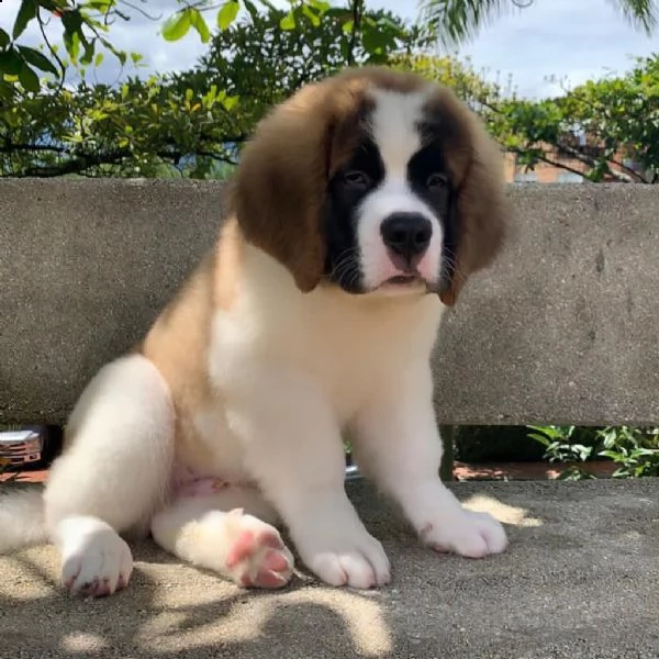 regalo san bernardo | Foto 0