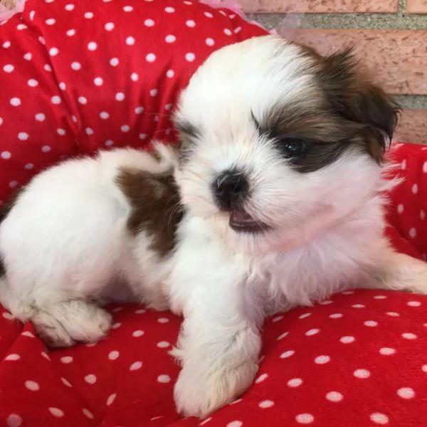 bellissimi cuccioli di shih tzu  | Foto 0