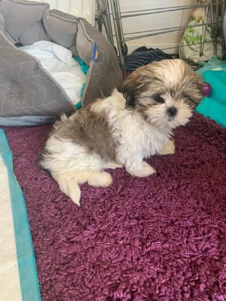 bellissimi cuccioli di shih tzu 