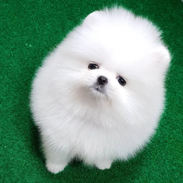 bellissimi cuccioli di pomerania toy