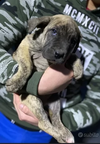 disponibili cuccioli dogo canario | Foto 0