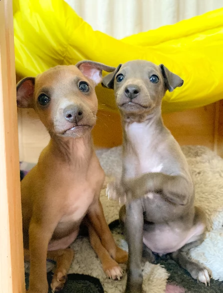 cuccioli di levriero italiano registrati