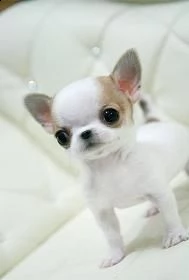 email  ameliajefferson80atgmailcom adorabili cuccioli di chihuahua femminucce e maschietti disponib