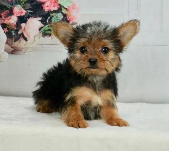  regalo yorkshire cuccioli meravigliosi  