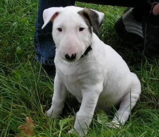 regalo cuccioli di pitbull