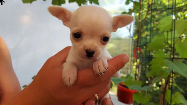 regalo cuccioli di chihuahua mini toy