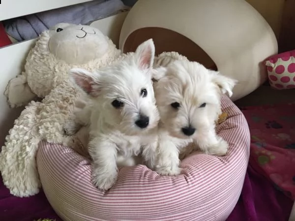 regalo adorabili cuccioli  west highland terrier bianco femminucce e