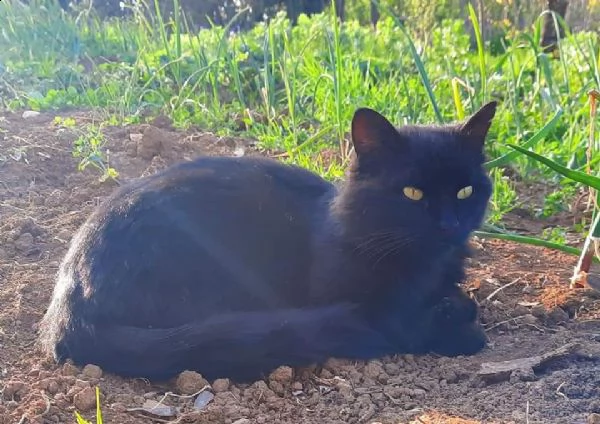 gatto nero dolcissimo | Foto 0