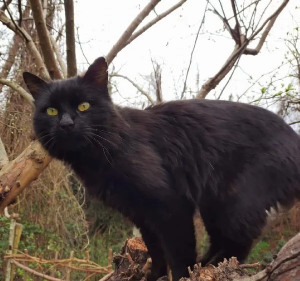 gatto nero dolcissimo