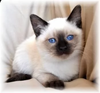 2 gattini siamese disponibili per ladozione gratuita