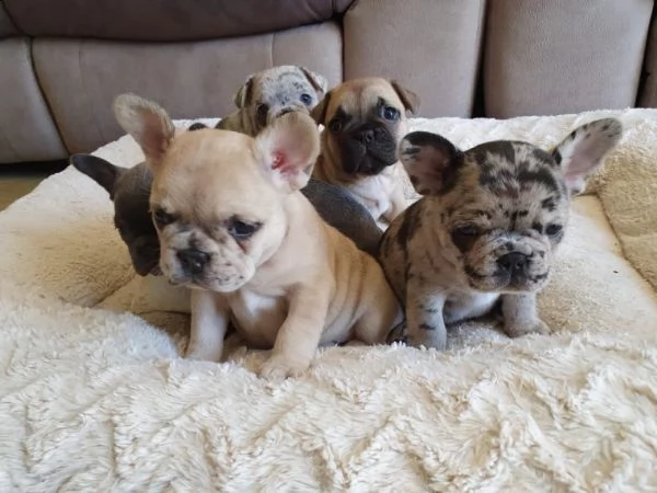  bouledogue francese merle bhvt | Foto 0