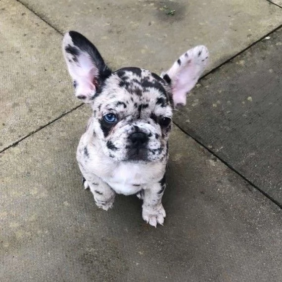  bouledogue francese merle bhvt