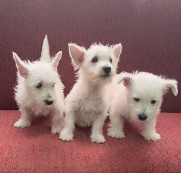 cucciolata di west highland white terrier toy