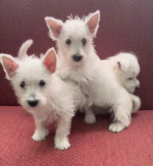 cucciolata di west highland white terrier toy | Foto 0