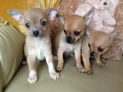 abbiamo a disposizione cuccioli felicissimi e belli di pincher chihuahua toy 