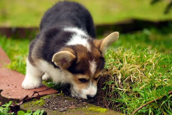 cuccioli welsh corgi pembroke | Foto 2