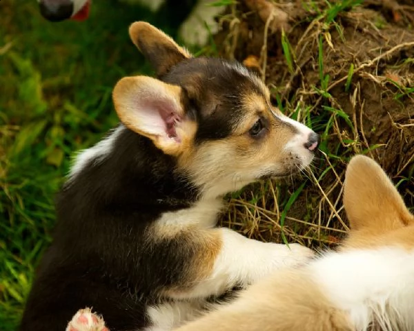 cuccioli welsh corgi pembroke | Foto 1