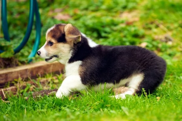 cuccioli welsh corgi pembroke | Foto 0