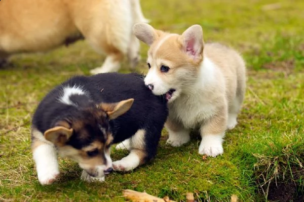 cuccioli welsh corgi pembroke