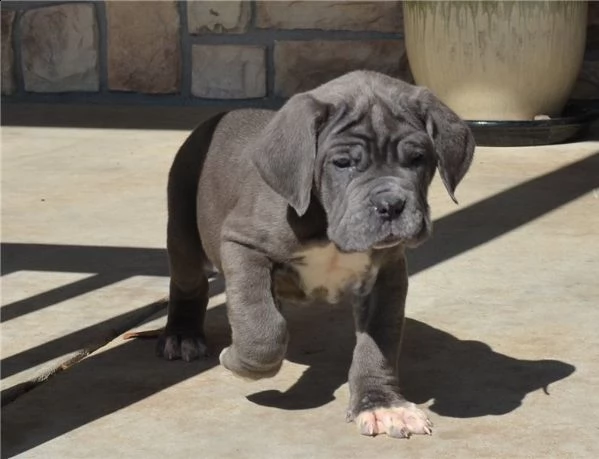 cuccioli di mastino napoletano