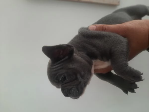Bulldog francese 