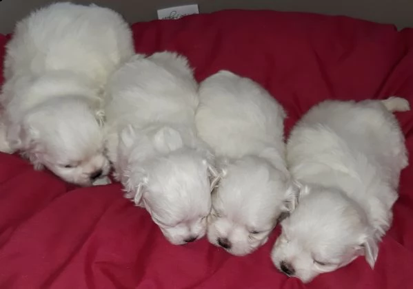 cuccioli di maltese con pedigree enci (palermo)