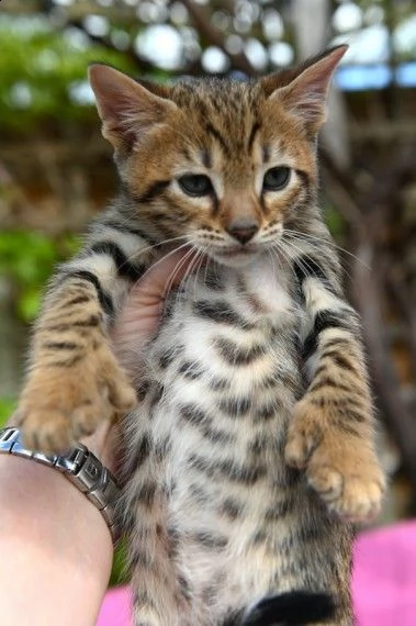 gatto di razza savanna f3 f4 f5 | Foto 0