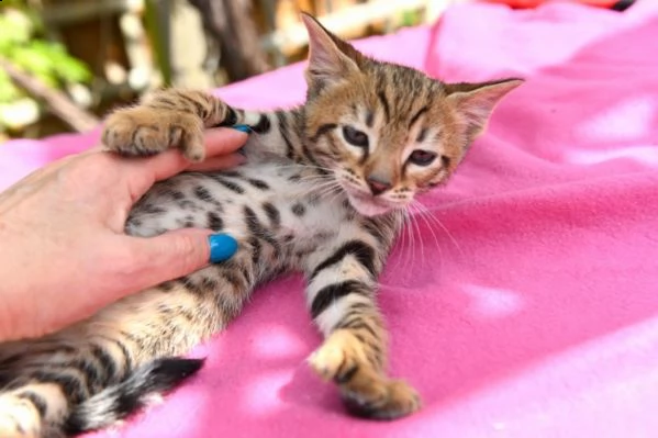 gatto di razza savanna f3 f4 f5