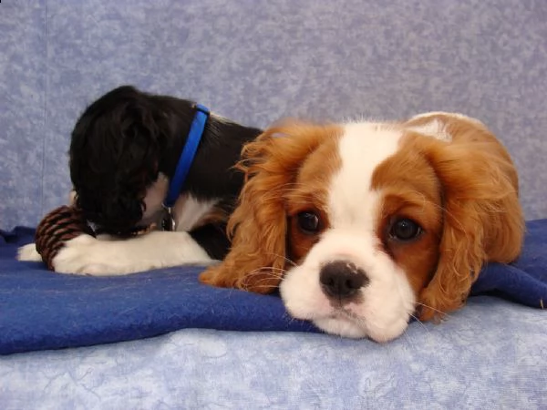 cavalier king charles spaniel cuccioli | Foto 2