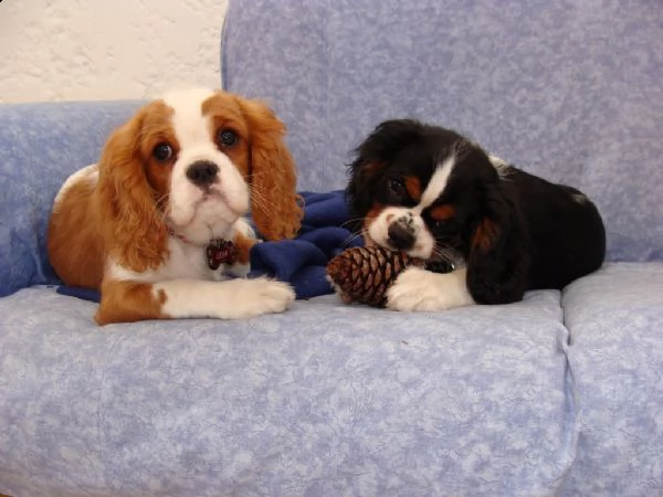 cavalier king charles spaniel cuccioli | Foto 1
