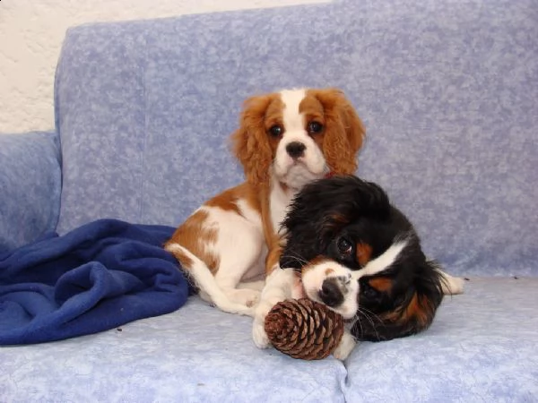 cavalier king charles spaniel cuccioli | Foto 0